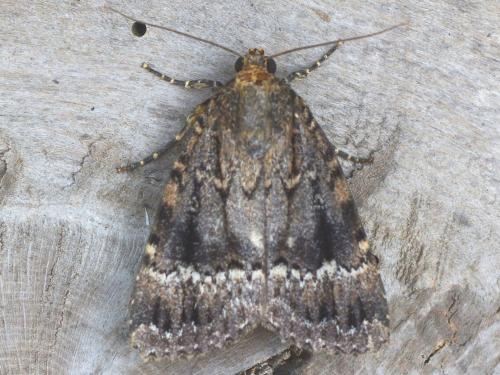 Amphipyra berbera